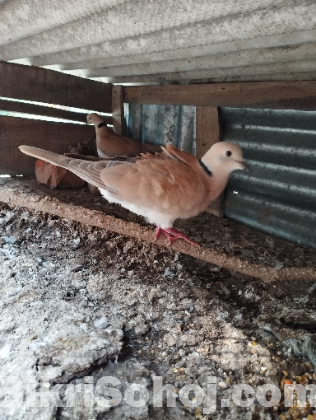 ঘুঘু পাখি